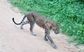 Mamba Yala